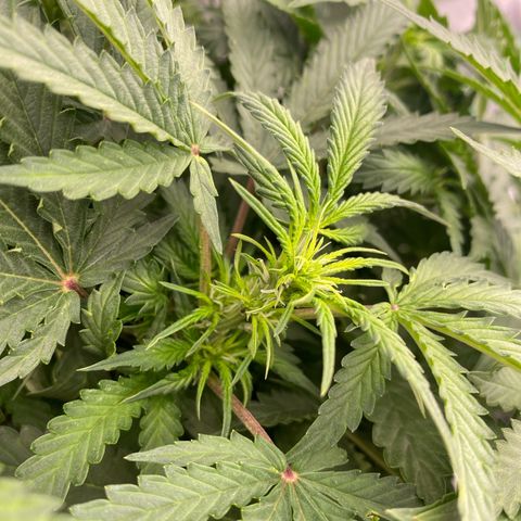 Moby Dick Auto growlog timeline photo