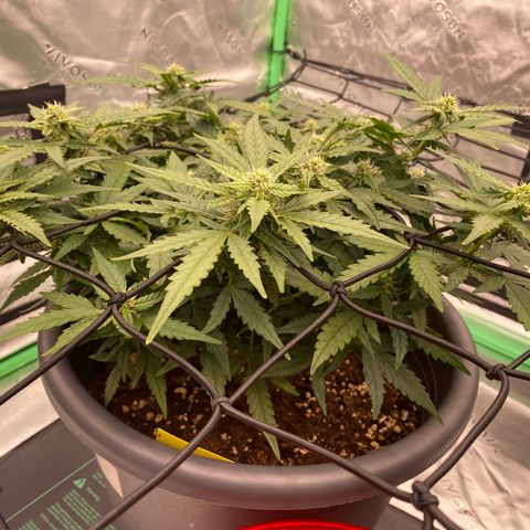 Mimosa x Orange Punch Auto growlog timeline photo