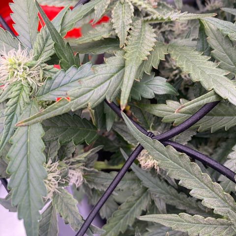 Glue Gelato Auto growlog photo: Spitzen werden leicht braun 