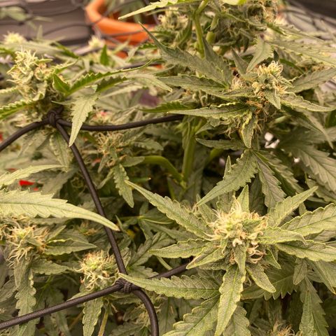 Glue Gelato Auto growlog timeline photo