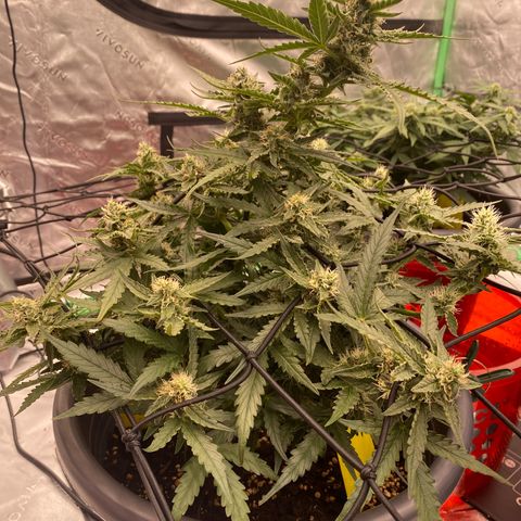 Glue Gelato Auto growlog timeline photo