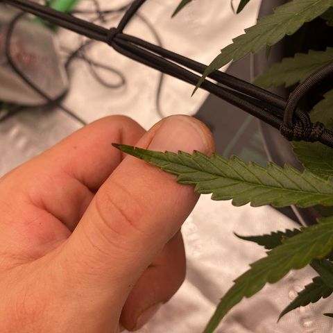 Glue Gelato Auto growlog photo: Spitzen werden leicht braun 