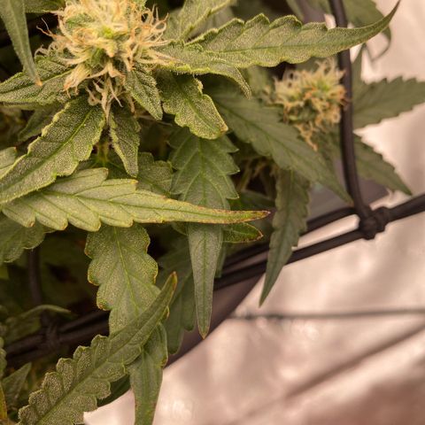 Glue Gelato Auto growlog photo: Spitzen werden leicht braun 