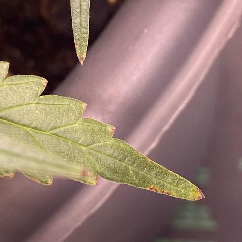 Glue Gelato Auto growlog photo: Spitzen werden leicht braun 