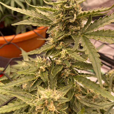 Glue Gelato Auto growlog timeline photo