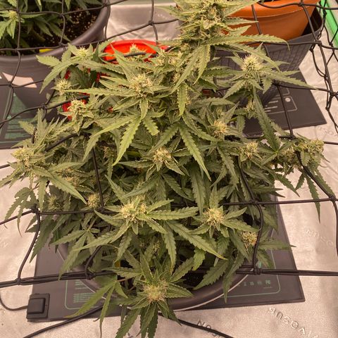Glue Gelato Auto growlog timeline photo