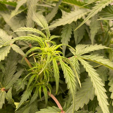 Moby Dick Auto growlog photo: 1 Blühtewoche 