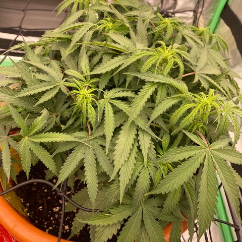 Moby Dick Auto growlog photo: 1 Blühtewoche 