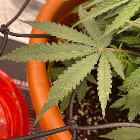 Moby Dick Auto growlog photo: 1 Blühtewoche 