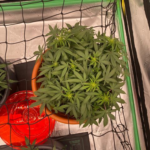 Moby Dick Auto growlog photo: 1 Blühtewoche 