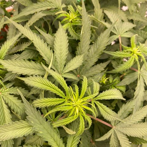 Moby Dick Auto growlog photo: 1 Blühtewoche 