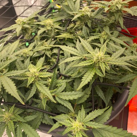 Mimosa x Orange Punch Auto growlog timeline photo