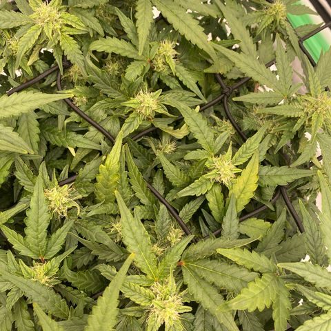 Mimosa x Orange Punch Auto growlog timeline photo