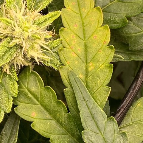 Mimosa x Orange Punch Auto growlog timeline photo