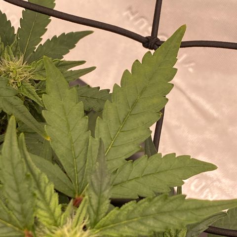 Mimosa x Orange Punch Auto growlog timeline photo