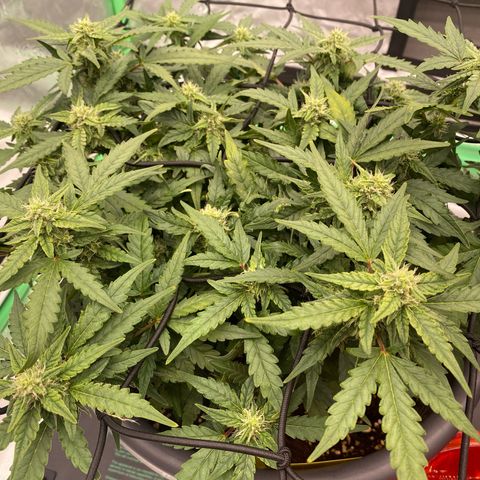 Mimosa x Orange Punch Auto growlog timeline photo