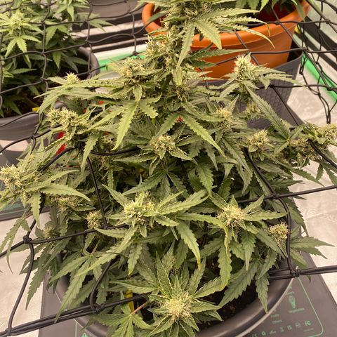 Glue Gelato Auto growlog timeline photo