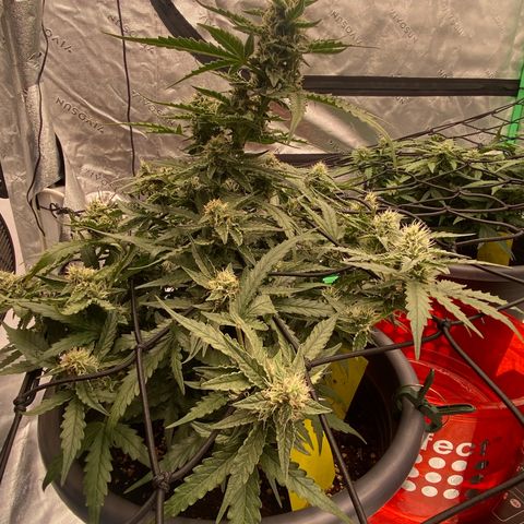 Glue Gelato Auto growlog timeline photo