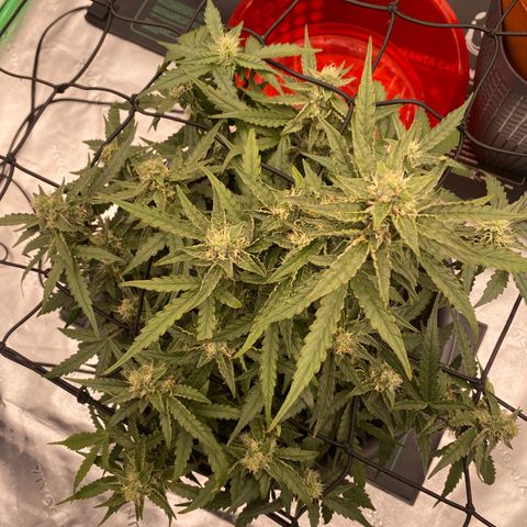 Glue Gelato Auto growlog timeline photo