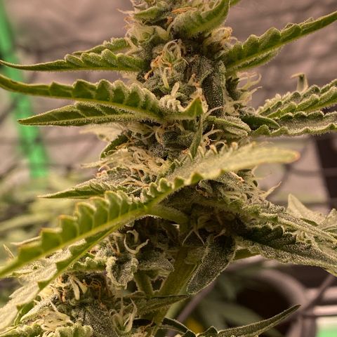 Glue Gelato Auto growlog timeline photo