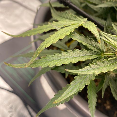 Glue Gelato Auto growlog timeline photo