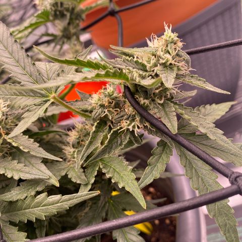 Glue Gelato Auto growlog timeline photo