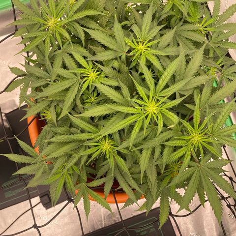 Moby Dick Auto growlog timeline photo