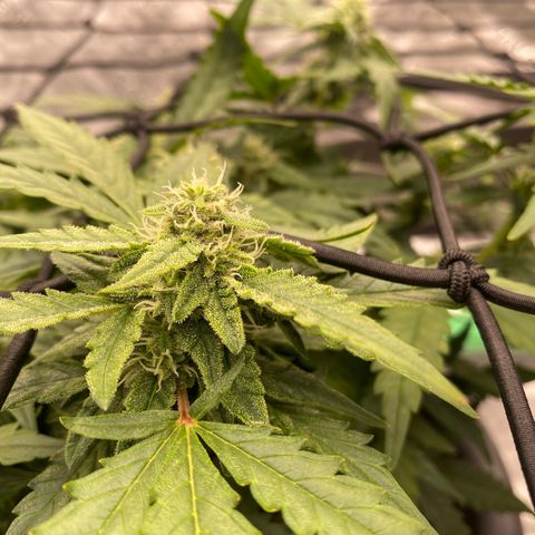 Mimosa x Orange Punch Auto growlog timeline photo