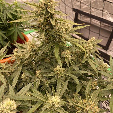 Glue Gelato Auto growlog timeline photo