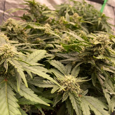 Mimosa x Orange Punch Auto growlog timeline photo