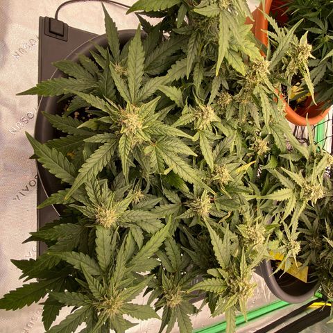 Mimosa x Orange Punch Auto growlog timeline photo