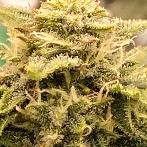 Mimosa x Orange Punch Auto growlog timeline photo