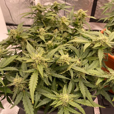 Mimosa x Orange Punch Auto growlog timeline photo