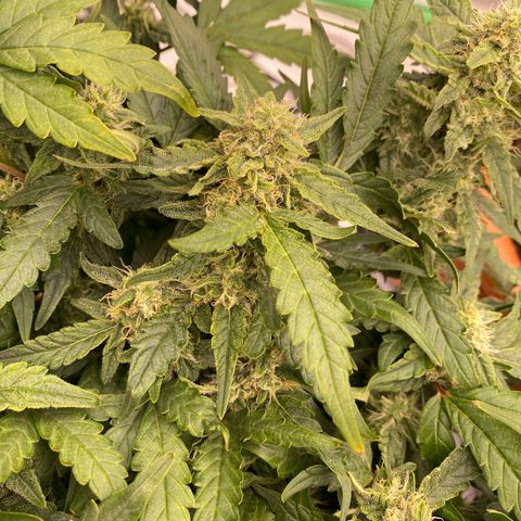 Mimosa x Orange Punch Auto growlog timeline photo