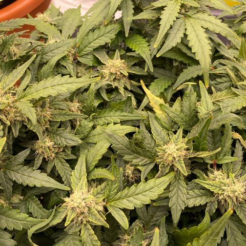 Mimosa x Orange Punch Auto growlog timeline photo