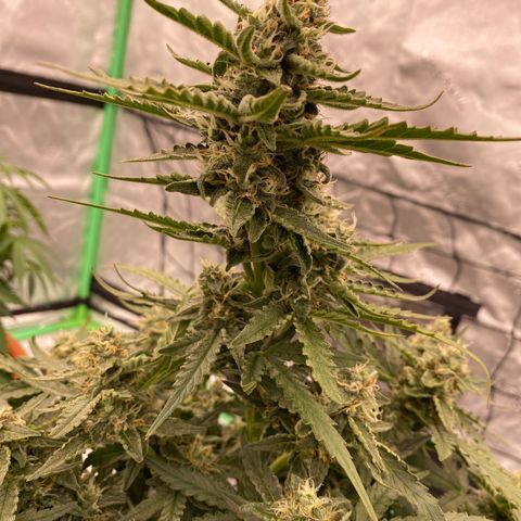 Glue Gelato Auto growlog timeline photo