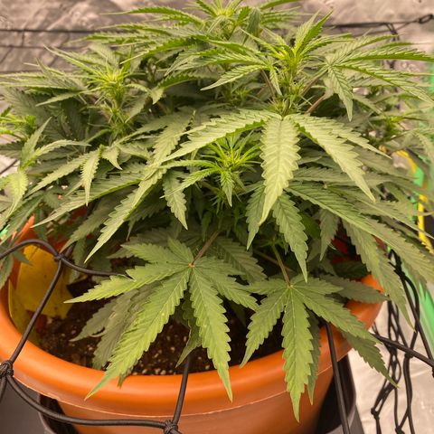 Moby Dick Auto growlog timeline photo