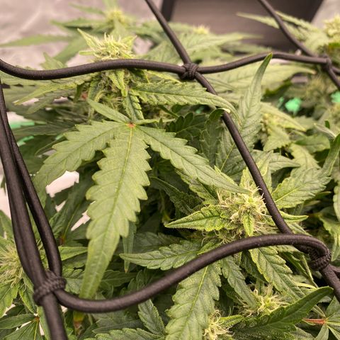 Mimosa x Orange Punch Auto growlog timeline photo