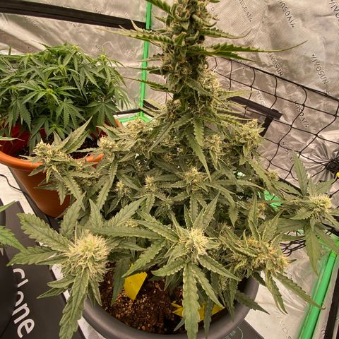 Glue Gelato Auto growlog timeline photo