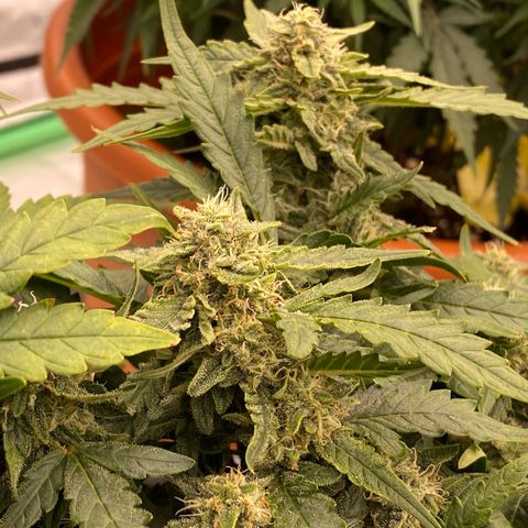 Mimosa x Orange Punch Auto growlog timeline photo