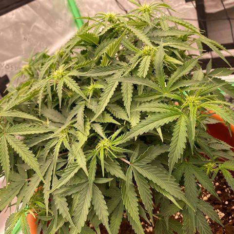 Moby Dick Auto growlog timeline photo