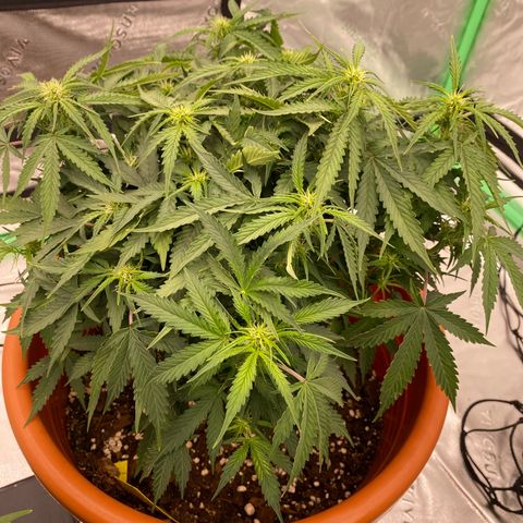 Moby Dick Auto growlog timeline photo