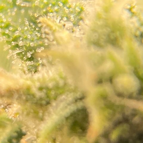 Mimosa x Orange Punch Auto growlog timeline photo