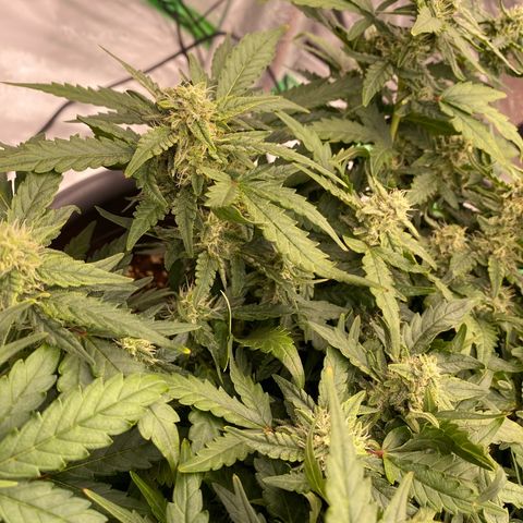 Mimosa x Orange Punch Auto growlog timeline photo