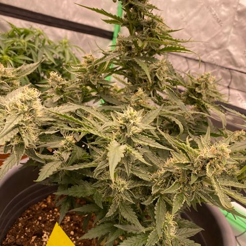 Glue Gelato Auto growlog timeline photo