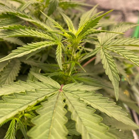 Moby Dick Auto growlog timeline photo