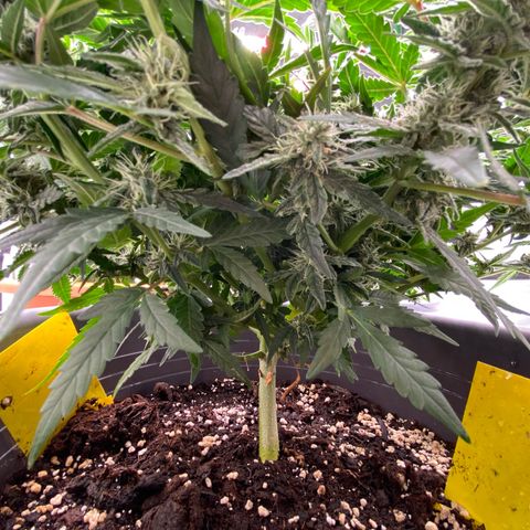 Mimosa x Orange Punch Auto growlog timeline photo