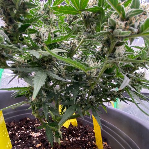 Glue Gelato Auto growlog timeline photo