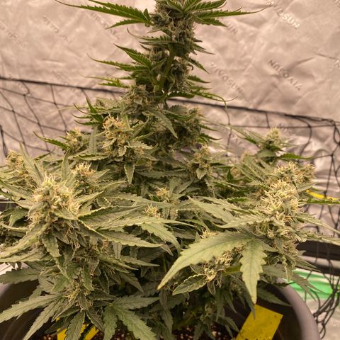 Glue Gelato Auto growlog timeline photo