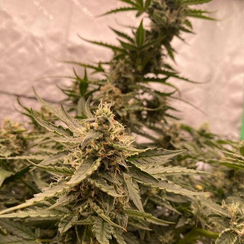 Glue Gelato Auto growlog timeline photo